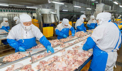 全力拼经济 合力搞建设︱延伸产业链条 正大食品生产忙